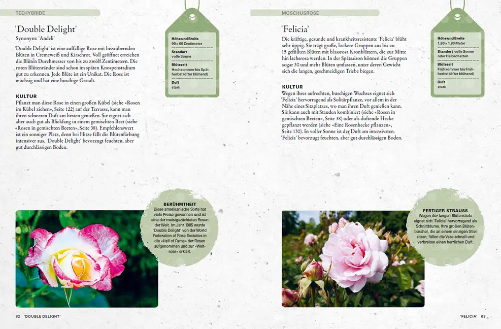 Beispielinhalt (Bild) Rosen