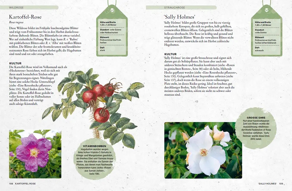 Beispielinhalt (Bild) Rosen