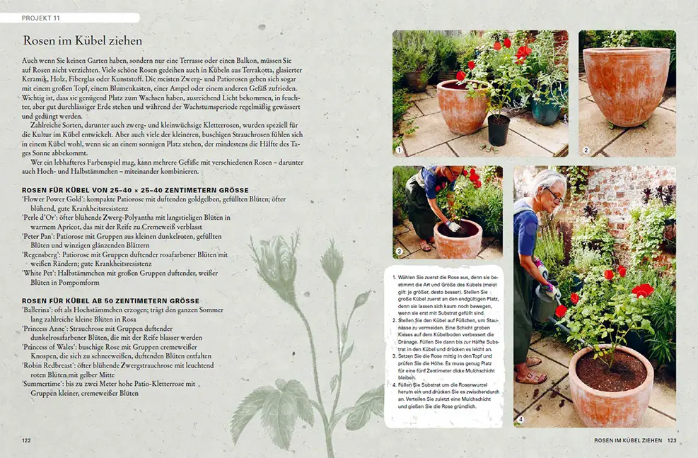 Beispielinhalt (Bild) Rosen