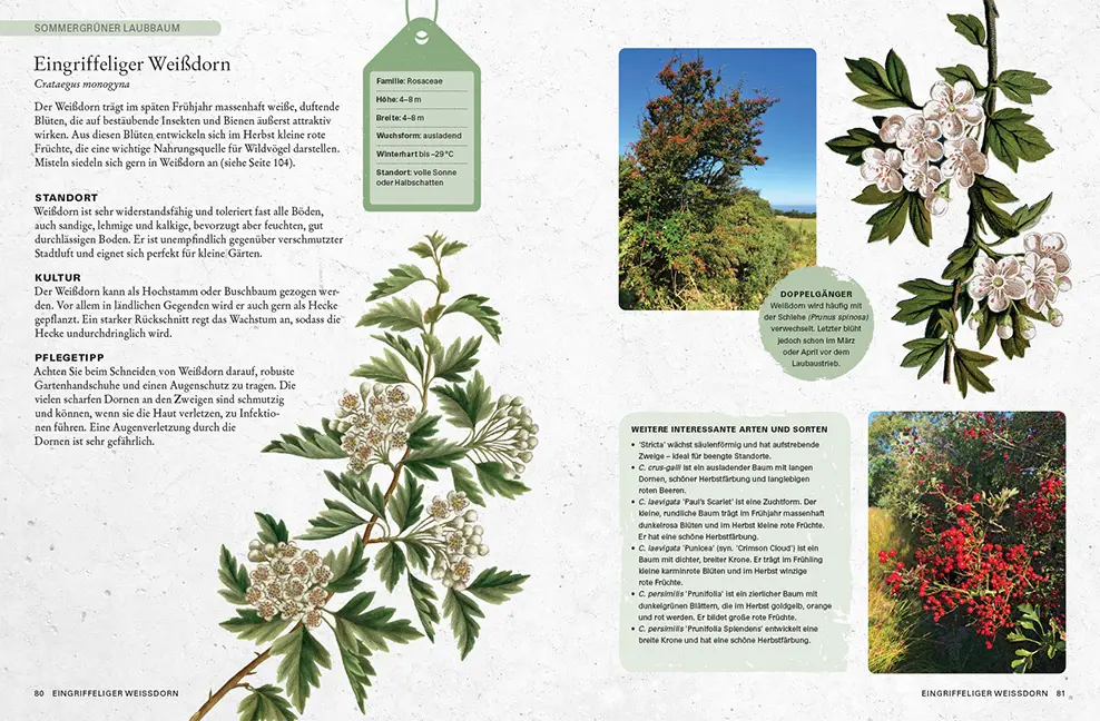 Beispielinhalt (Bild) Gartenbäume