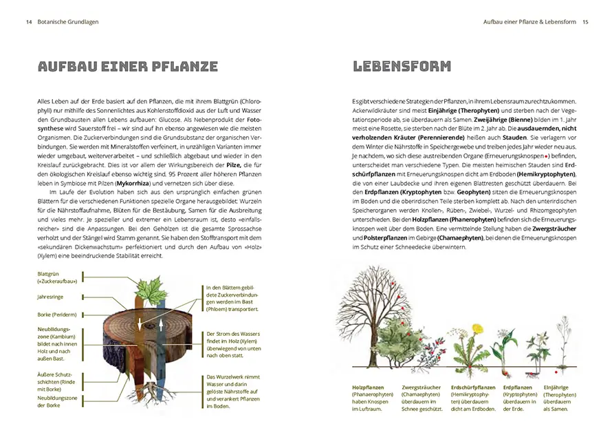 Beispielinhalt (Bild) Grundlagen der Feldbotanik