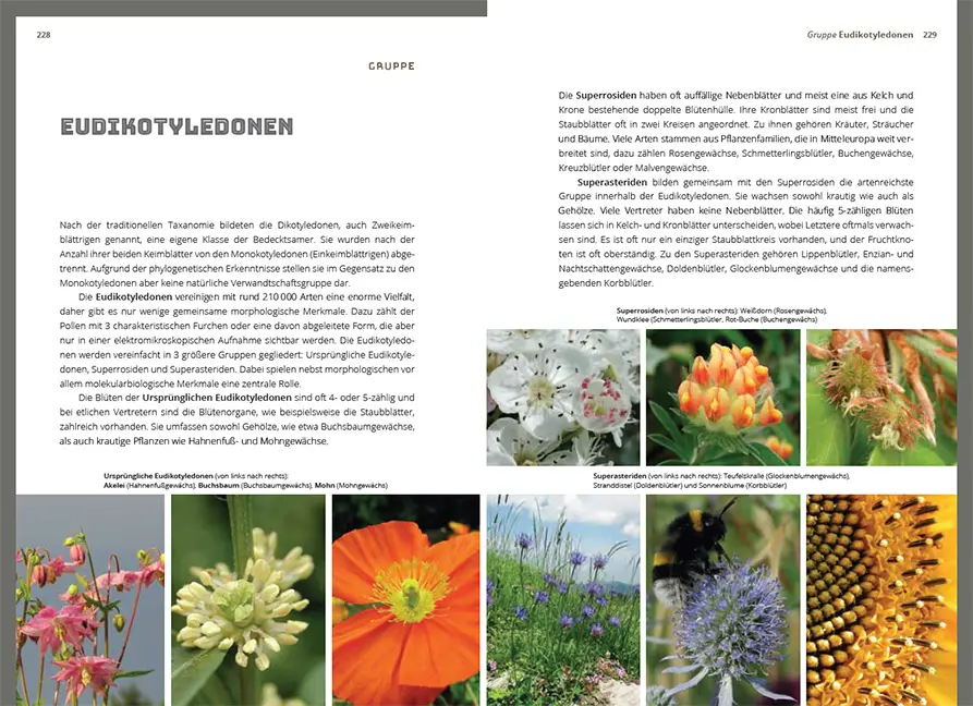 Beispielinhalt (Bild) Grundlagen der Feldbotanik