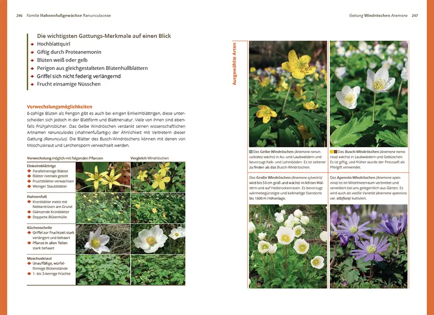 Beispielinhalt (Bild) Grundlagen der Feldbotanik