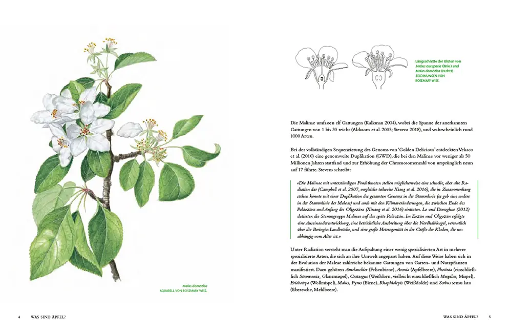 Beispielinhalt (Bild) Die Geschichte des Apfels