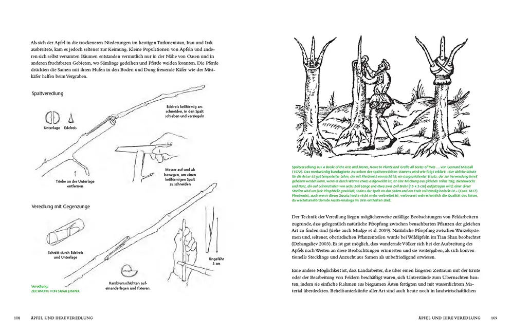 Beispielinhalt (Bild) Die Geschichte des Apfels