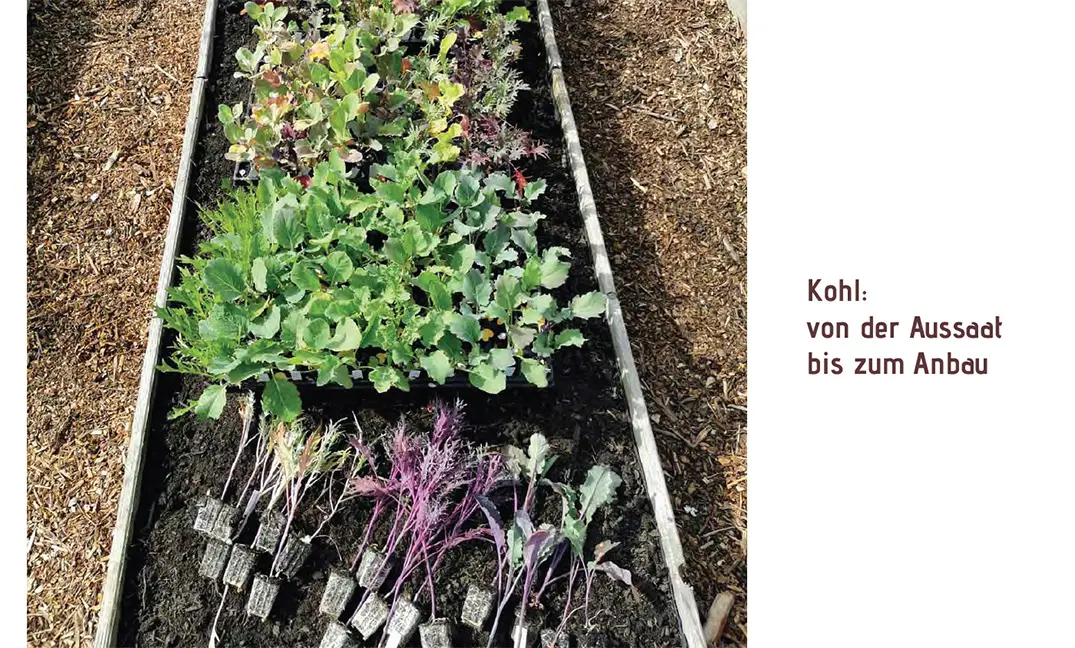 Beispielinhalt (Bild) Lust auf Kohl