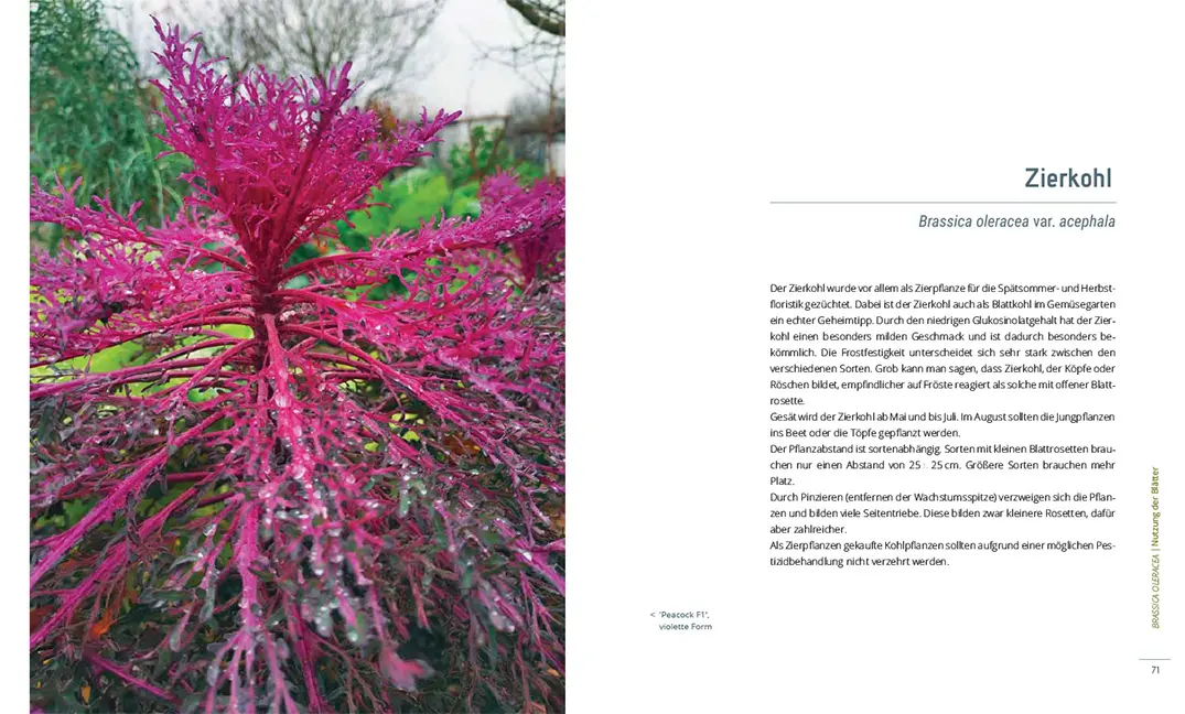 Beispielinhalt (Bild) Lust auf Kohl