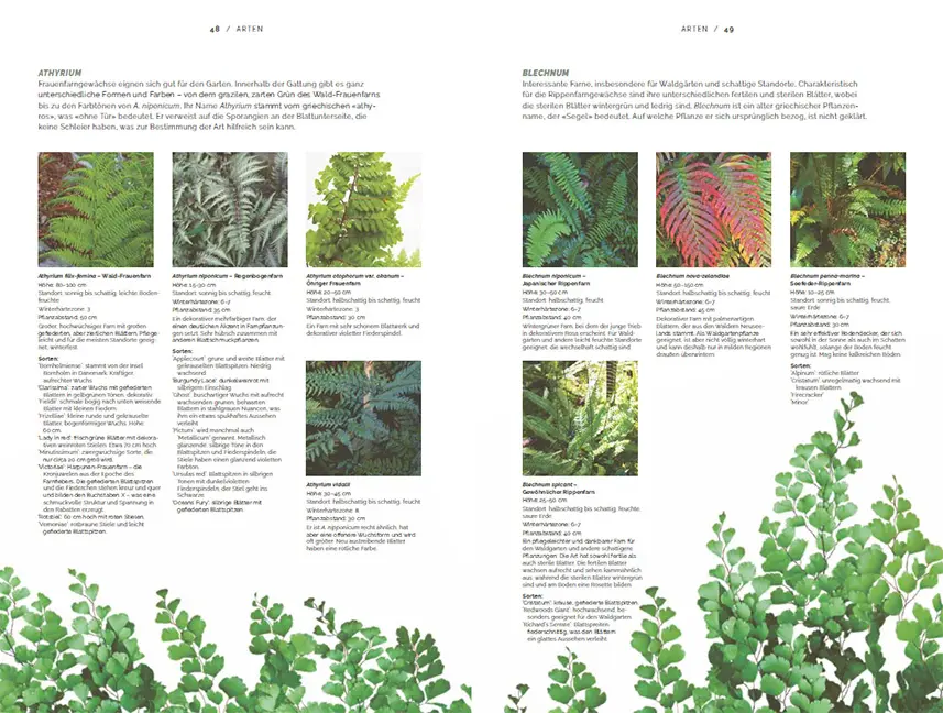 Beispielinhalt (Bild) Farne