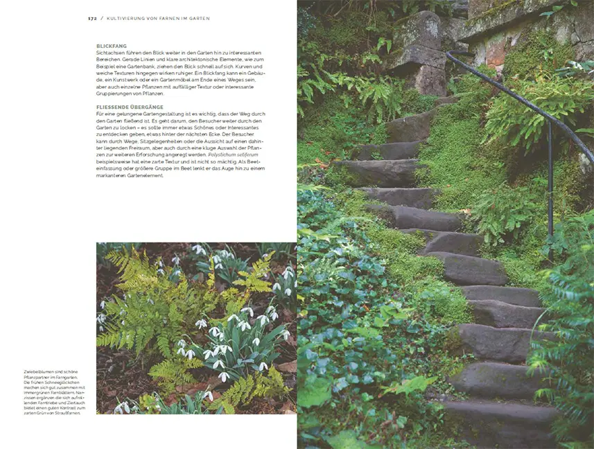 Beispielinhalt (Bild) Farne