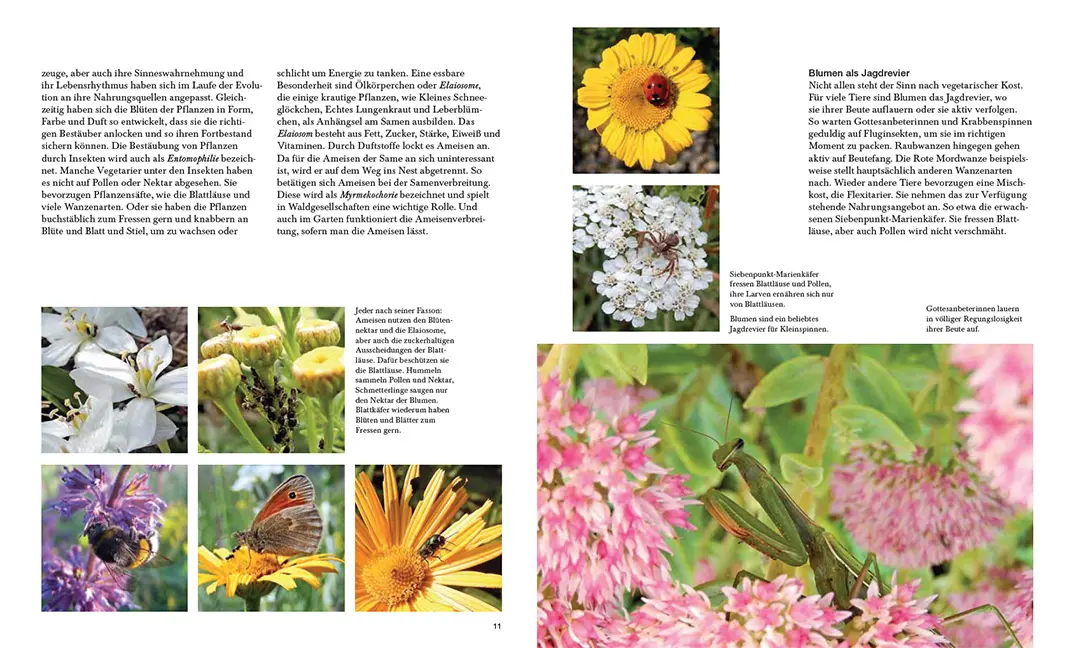 Beispielinhalt (Bild) Natürlich schön und wild umschwärmt