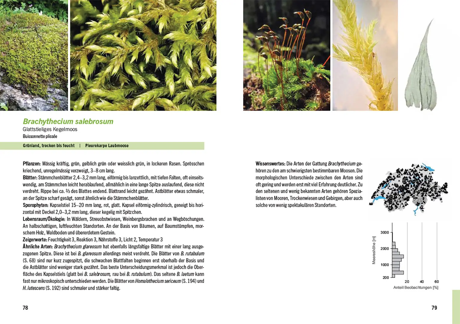Beispielinhalt (Bild) Moose der Schweiz