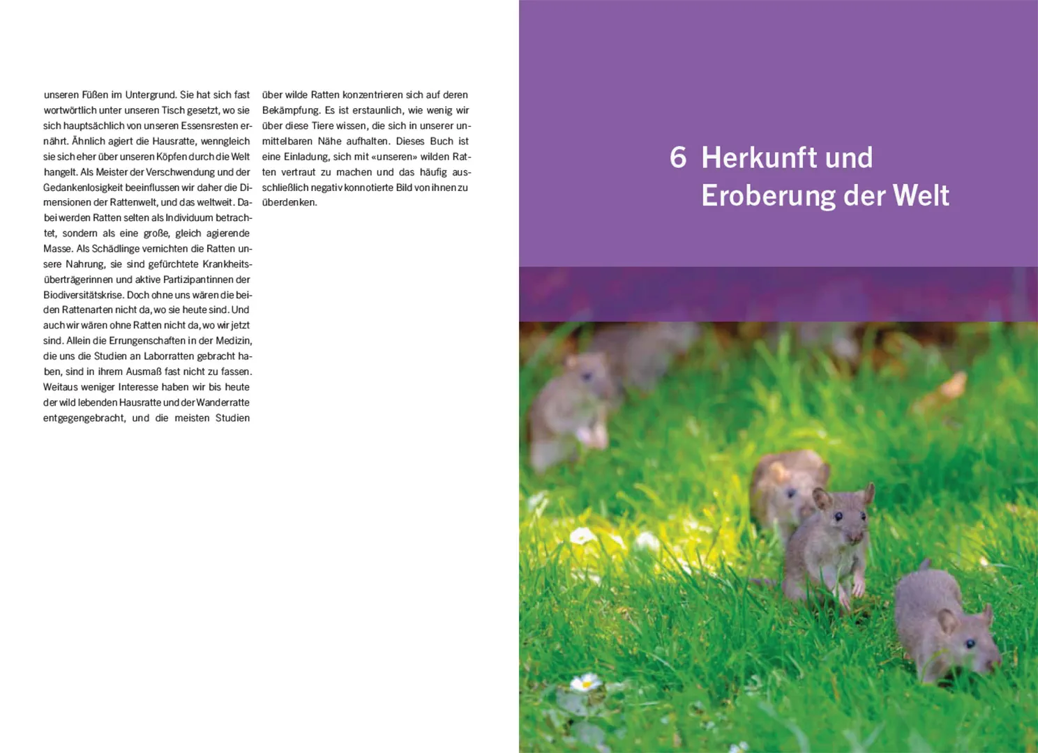 Beispielinhalt (Bild) Ratten