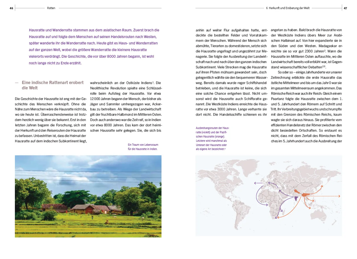 Beispielinhalt (Bild) Ratten