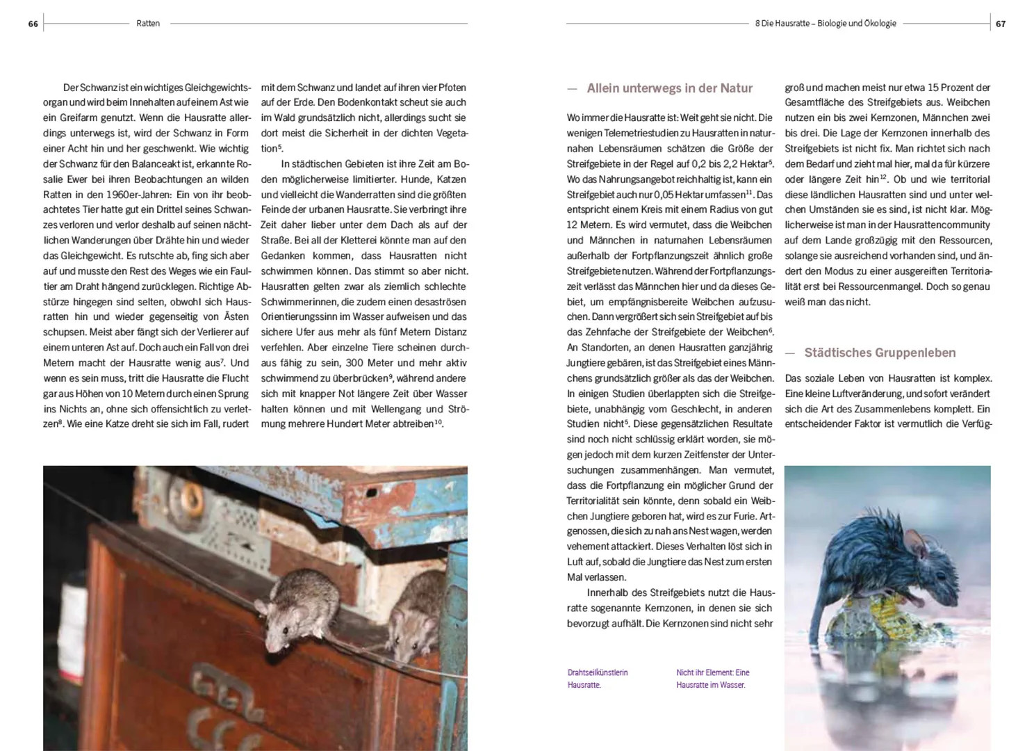 Beispielinhalt (Bild) Ratten