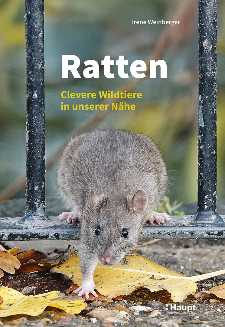 Vorderes Coverbild Ratten