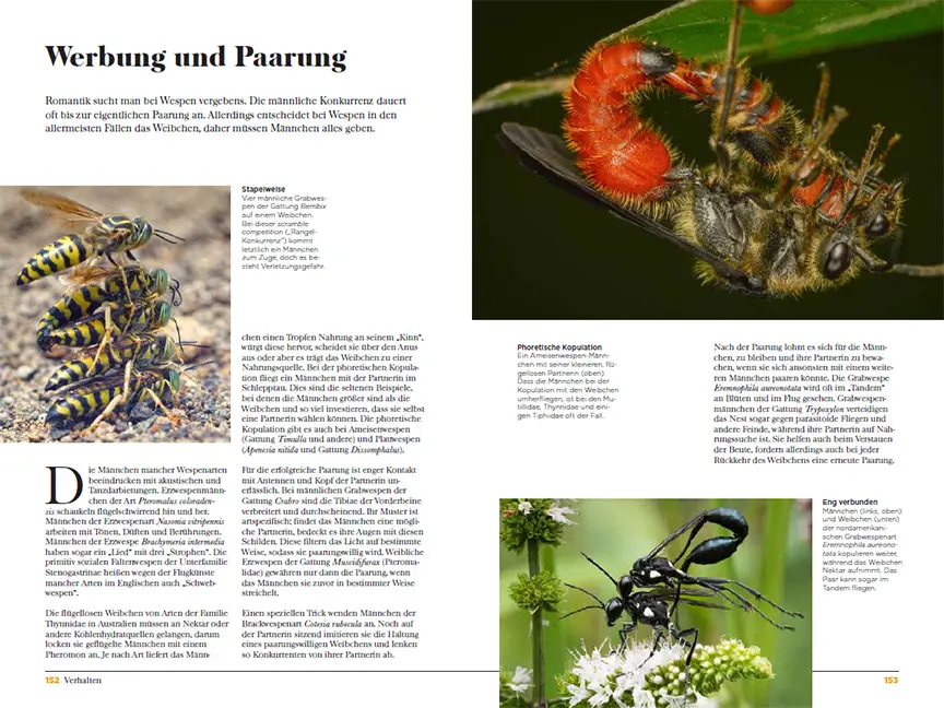 Beispielinhalt (Bild) Wespen