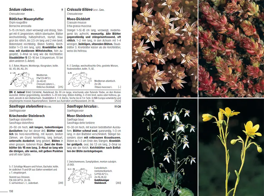 Beispielinhalt (Bild) Flora Helvetica - Illustrierte Flora der Schweiz