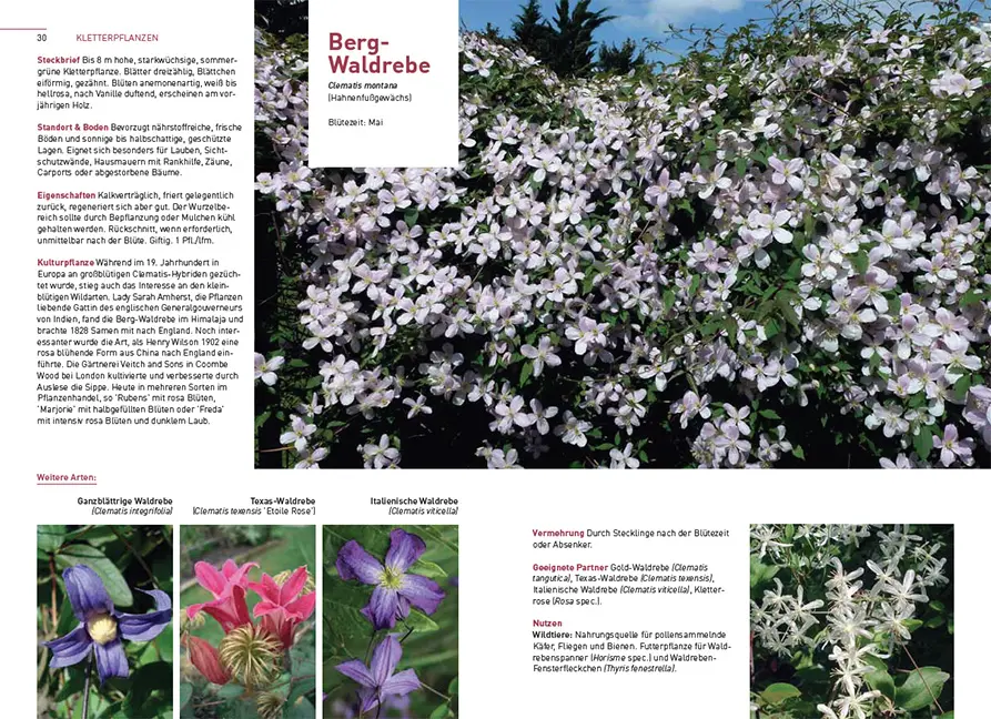 Beispielinhalt (Bild) Kletterpflanzen und Bodendecker
