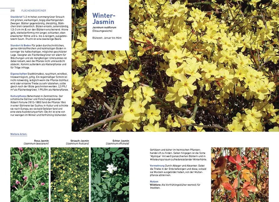 Beispielinhalt (Bild) Kletterpflanzen und Bodendecker