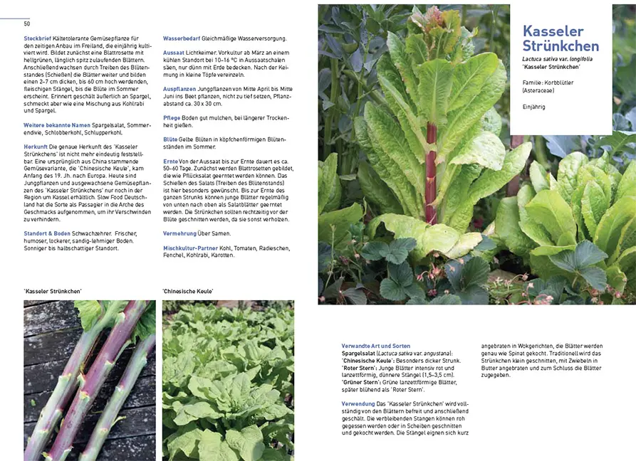 Beispielinhalt (Bild) Klimastarke Gemüse