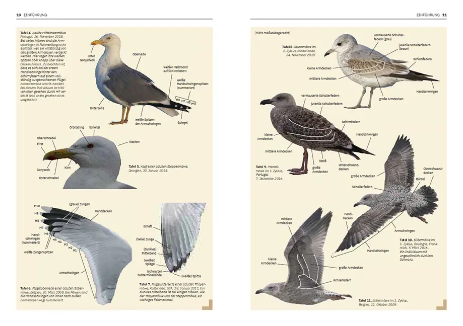 Beispielinhalt (Bild) Die Möwen Europas, Nordafrikas und Vorderasiens