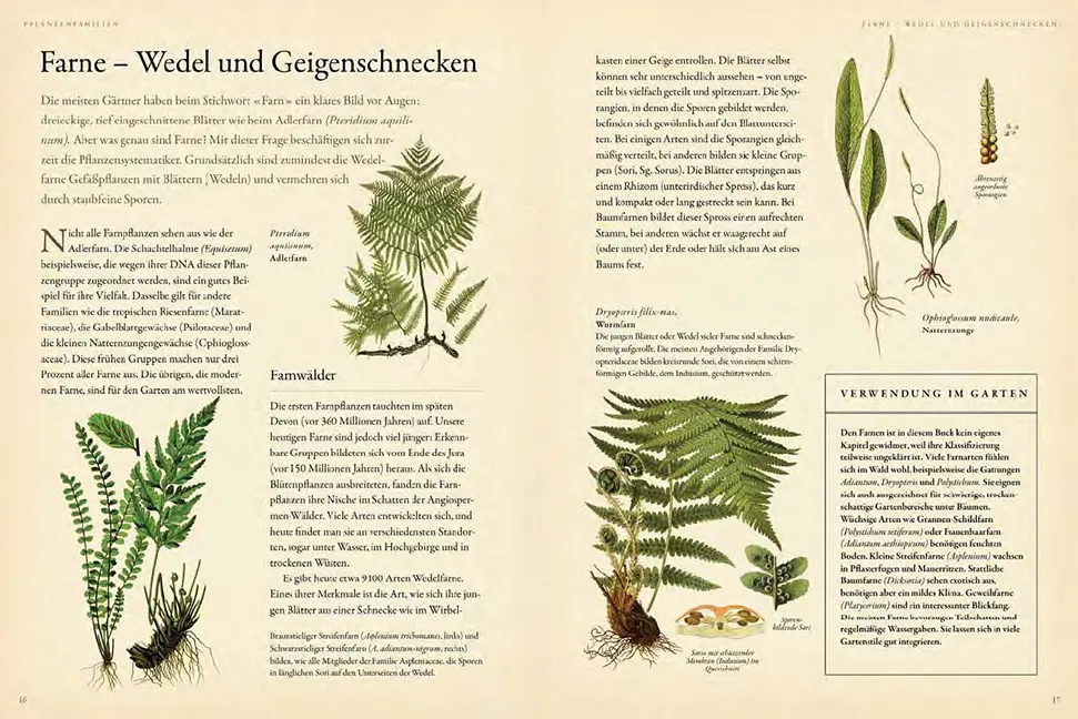 Beispielinhalt (Bild) Pflanzenfamilien