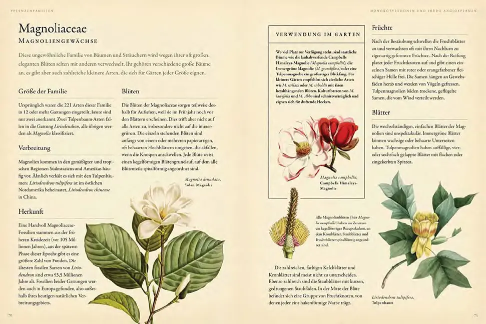 Beispielinhalt (Bild) Pflanzenfamilien