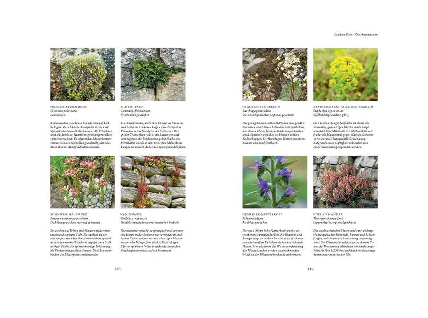 Beispielinhalt (Bild) Trockenmauern