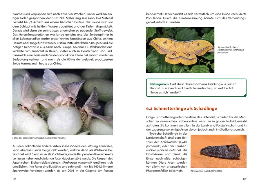 Beispielinhalt (Bild) Schmetterlingswissen