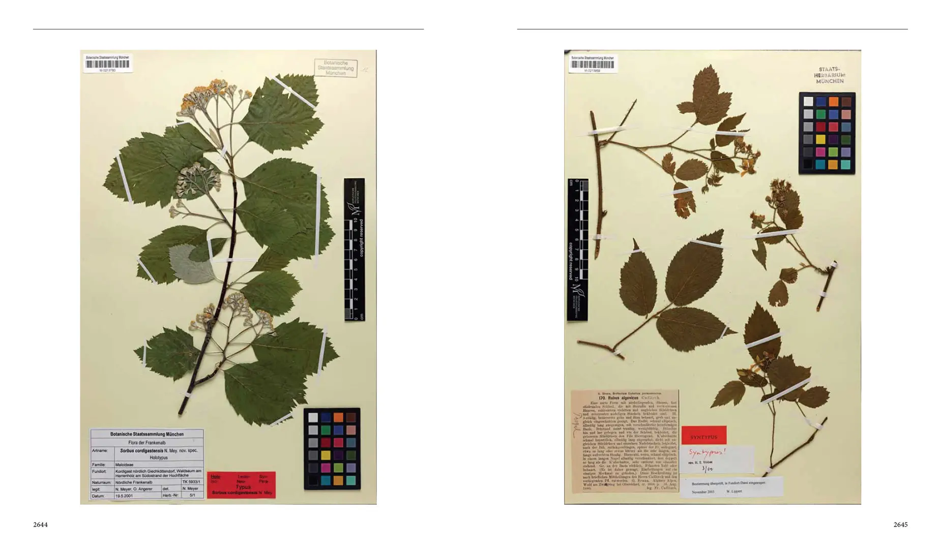 Beispielinhalt (Bild) Flora von Bayern