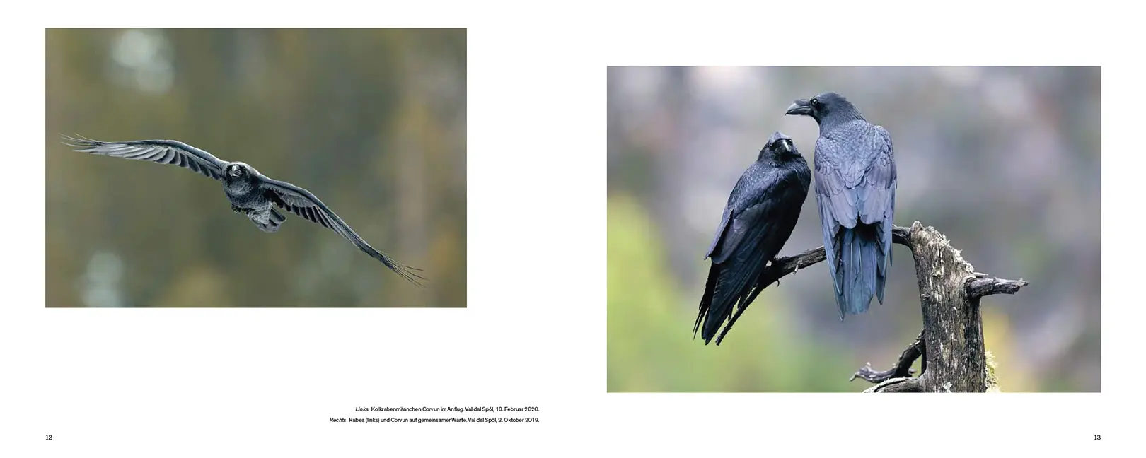 Beispielinhalt (Bild) Der Kolkrabe – Totenvogel, Götterbote, tierisches Genie