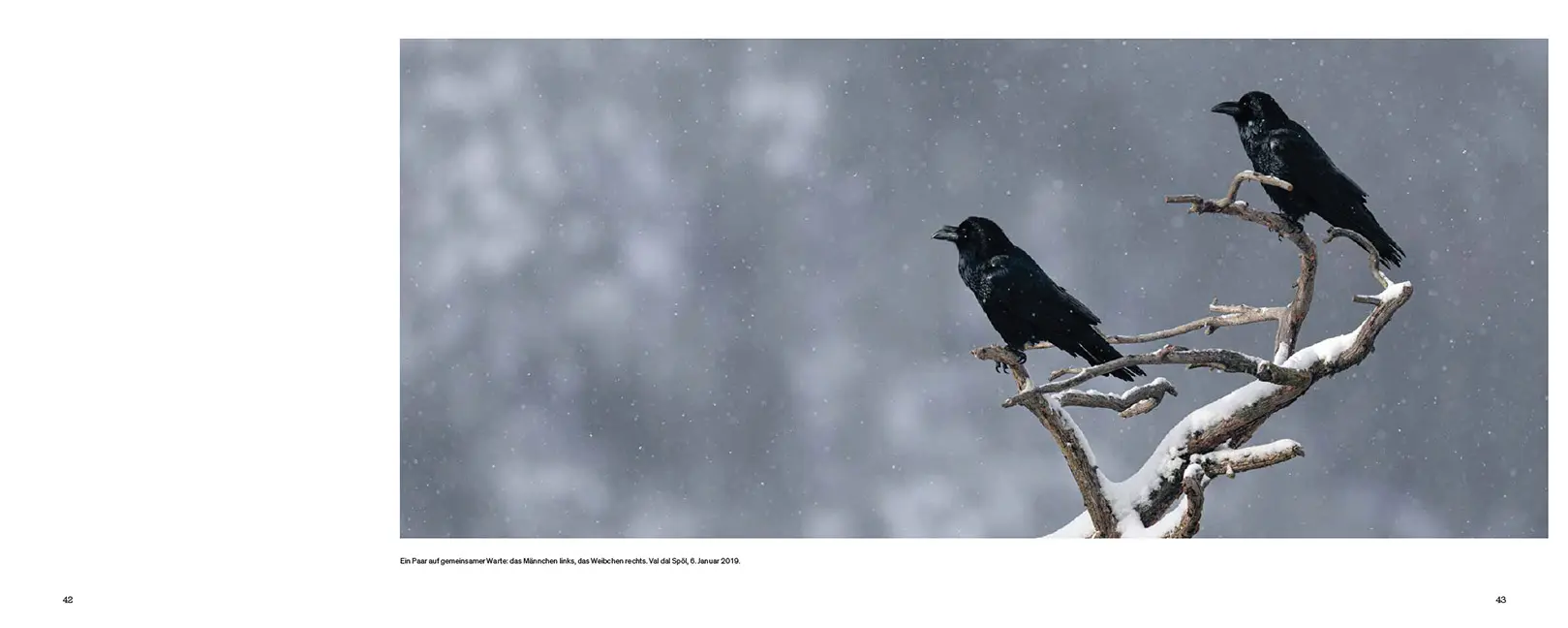 Beispielinhalt (Bild) Der Kolkrabe – Totenvogel, Götterbote, tierisches Genie