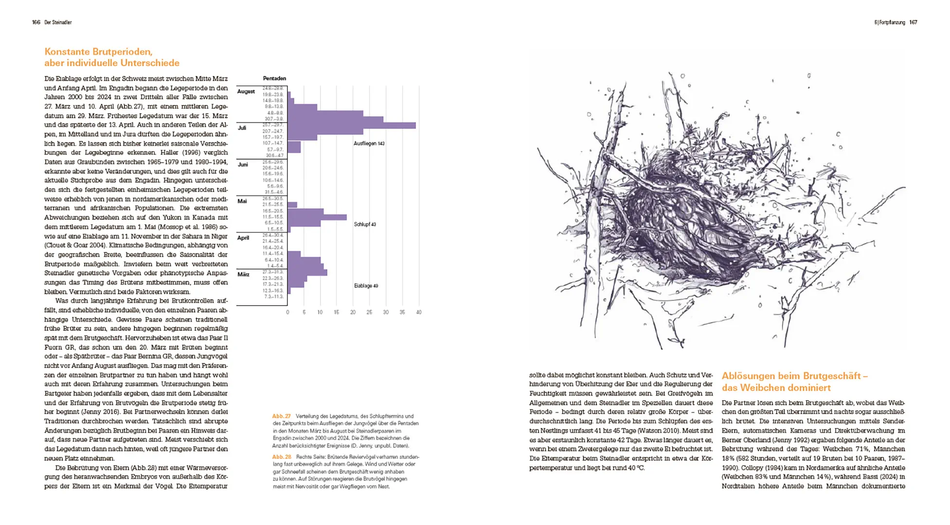 Beispielinhalt (Bild) Der Steinadler