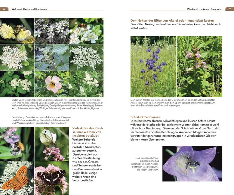 Beispielinhalt (Bild) Symbiosen beobachten