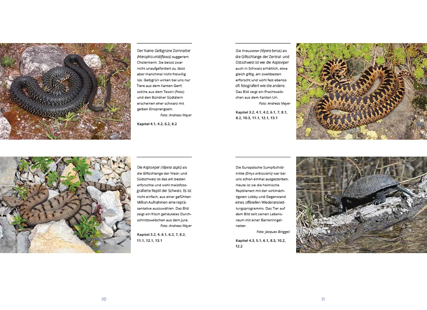 Beispielinhalt (Bild) Reptilien in der Schweiz