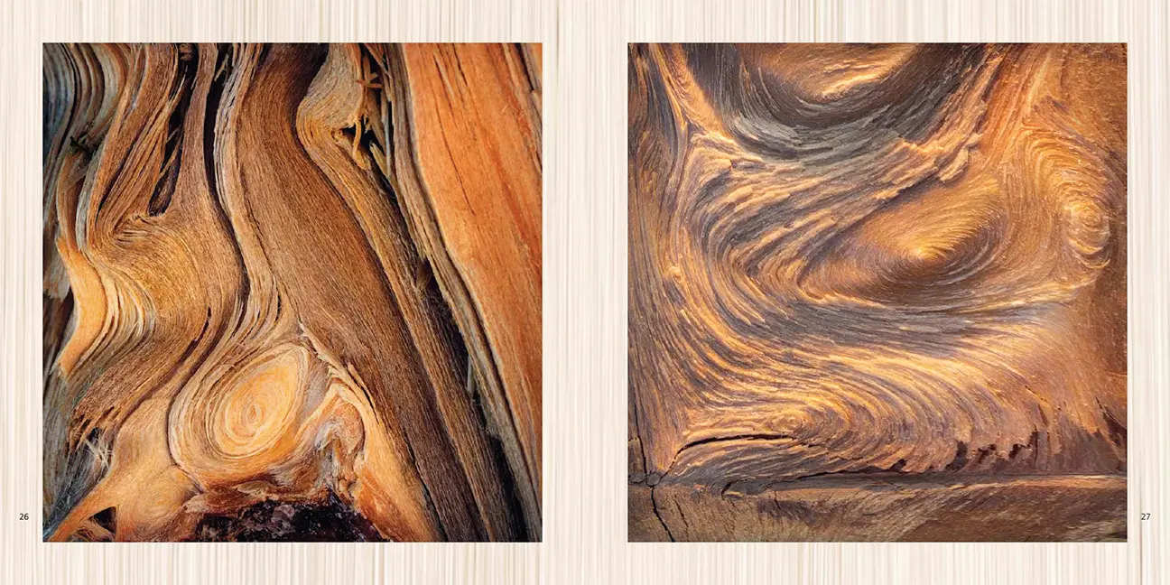 Beispielinhalt (Bild) Poesie des Vergehens