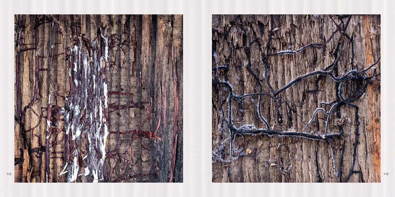 Beispielinhalt (Bild) Poesie des Vergehens