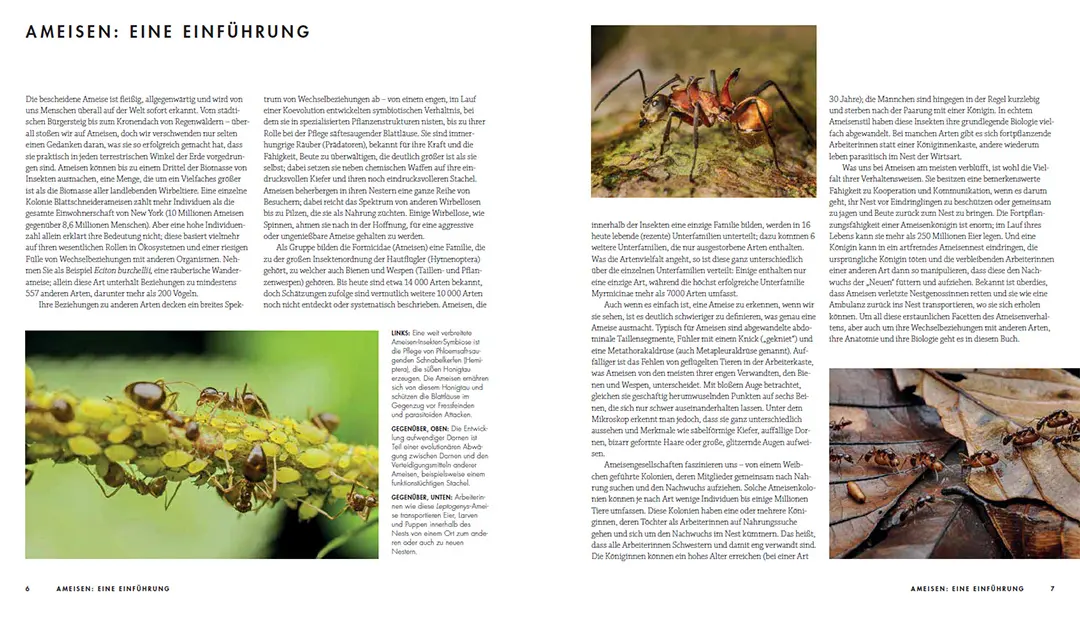 Beispielinhalt (Bild) Ameisen