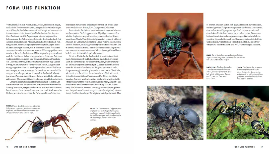 Beispielinhalt (Bild) Ameisen