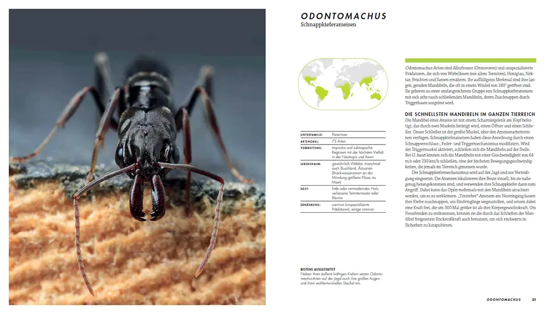 Beispielinhalt (Bild) Ameisen