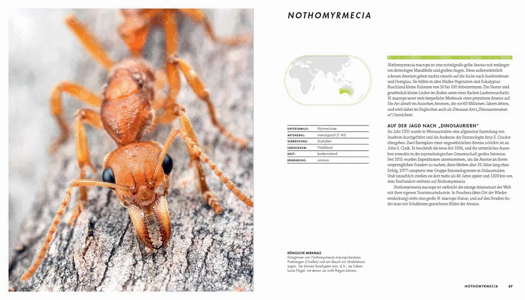 Beispielinhalt (Bild) Ameisen