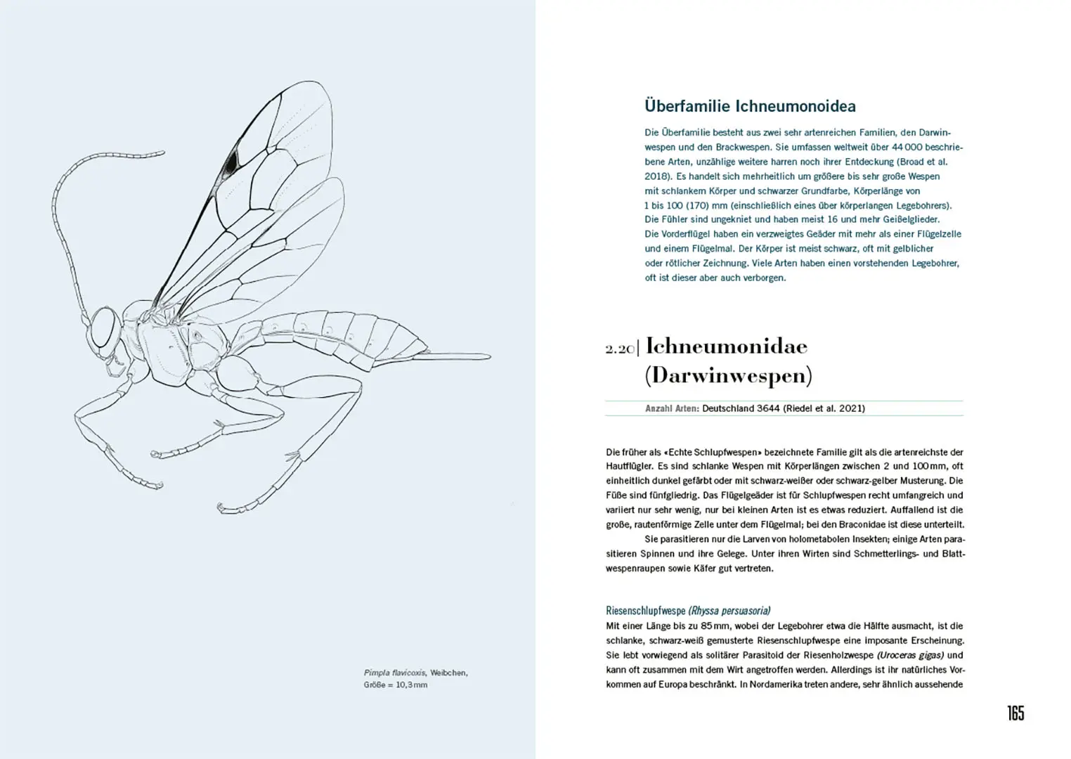 Beispielinhalt (Bild) Schlupfwespen