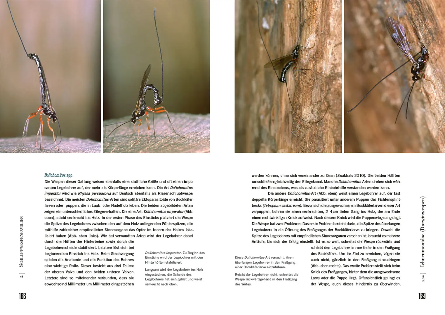 Beispielinhalt (Bild) Schlupfwespen