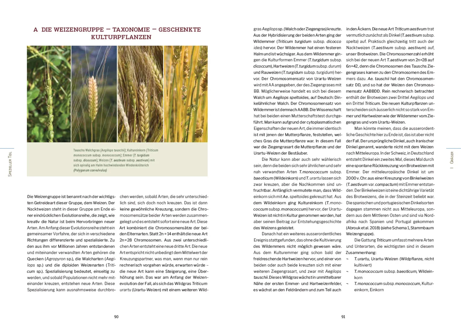 Beispielinhalt (Bild) Kulturpflanzen der Schweiz