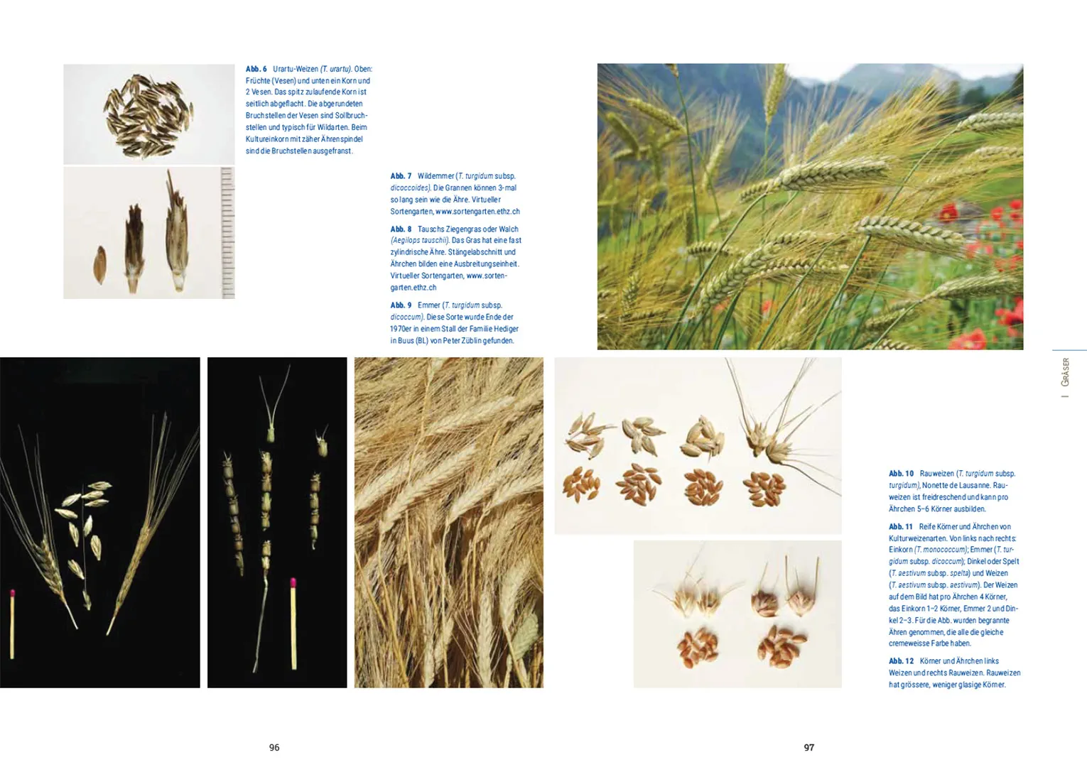 Beispielinhalt (Bild) Kulturpflanzen der Schweiz