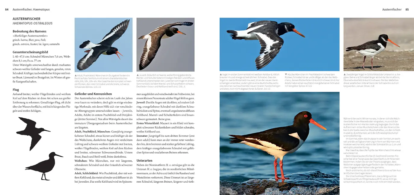 Beispielinhalt (Bild) Die Watvögel Europas