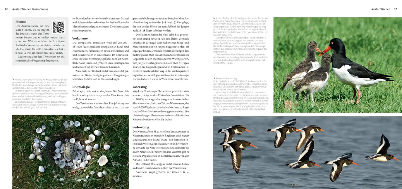 Beispielinhalt (Bild) Die Watvögel Europas