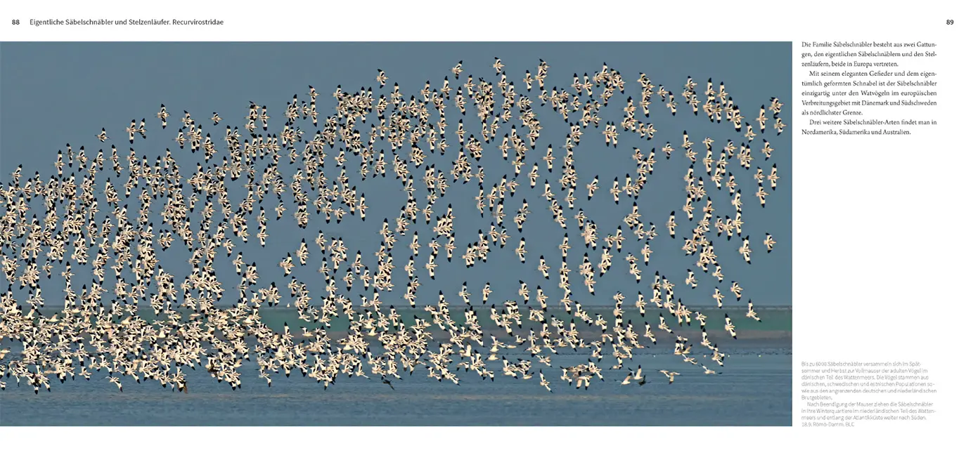 Beispielinhalt (Bild) Die Watvögel Europas