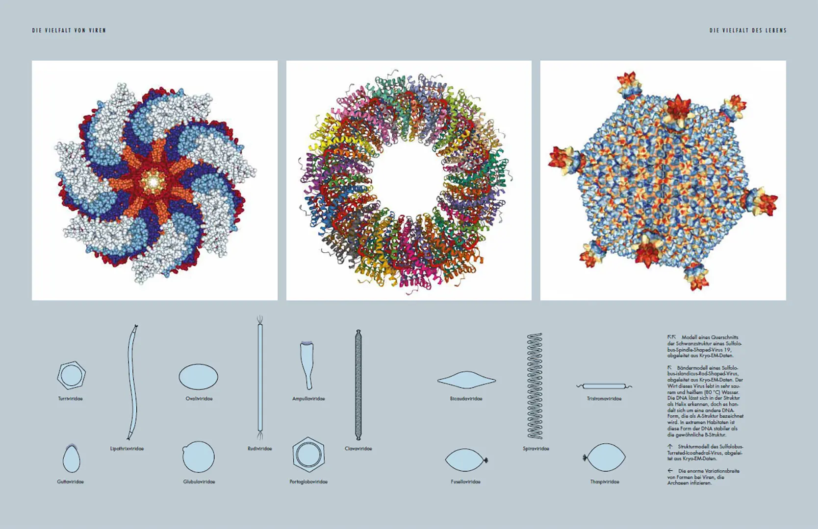 Beispielinhalt (Bild) Viren