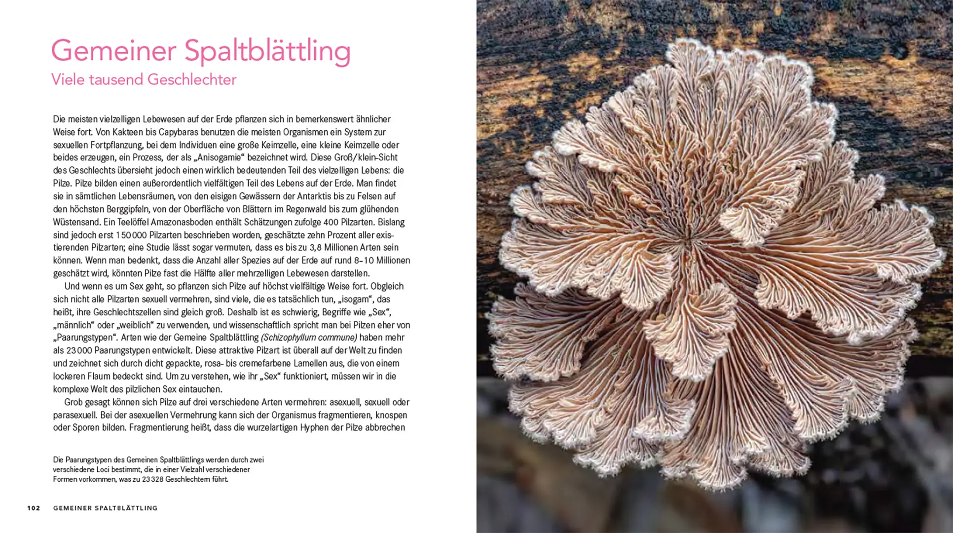 Beispielinhalt (Bild) Queer